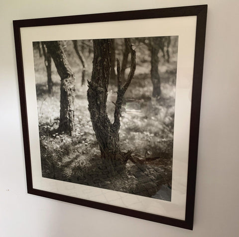 Large Original Eric Lindbloom Titled 'Pinewoods 28' (Framed) - Matthew Izzo Home