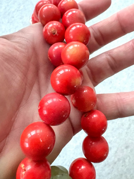 19" Coral and Carved Jade Beaded Necklace - 2025 S/S Collection by Matthew Izzo