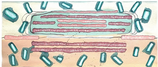 Barbara Beck 2006 Abstract Watercolor Painting on Paper